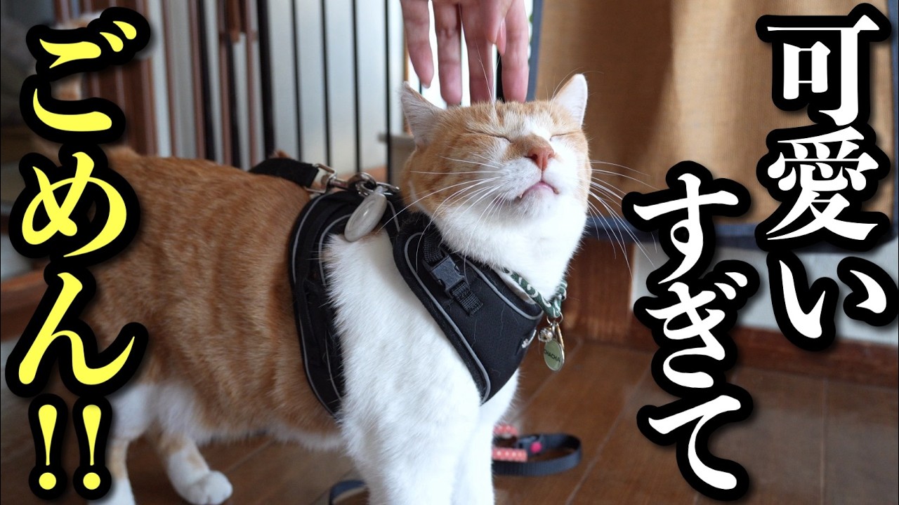 Вот что делает жизнь с котом (Полный хаос!)