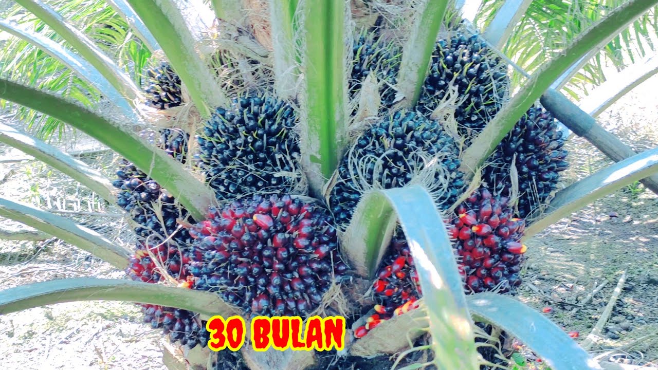 panen sawit tipis2 usia 30 bulan