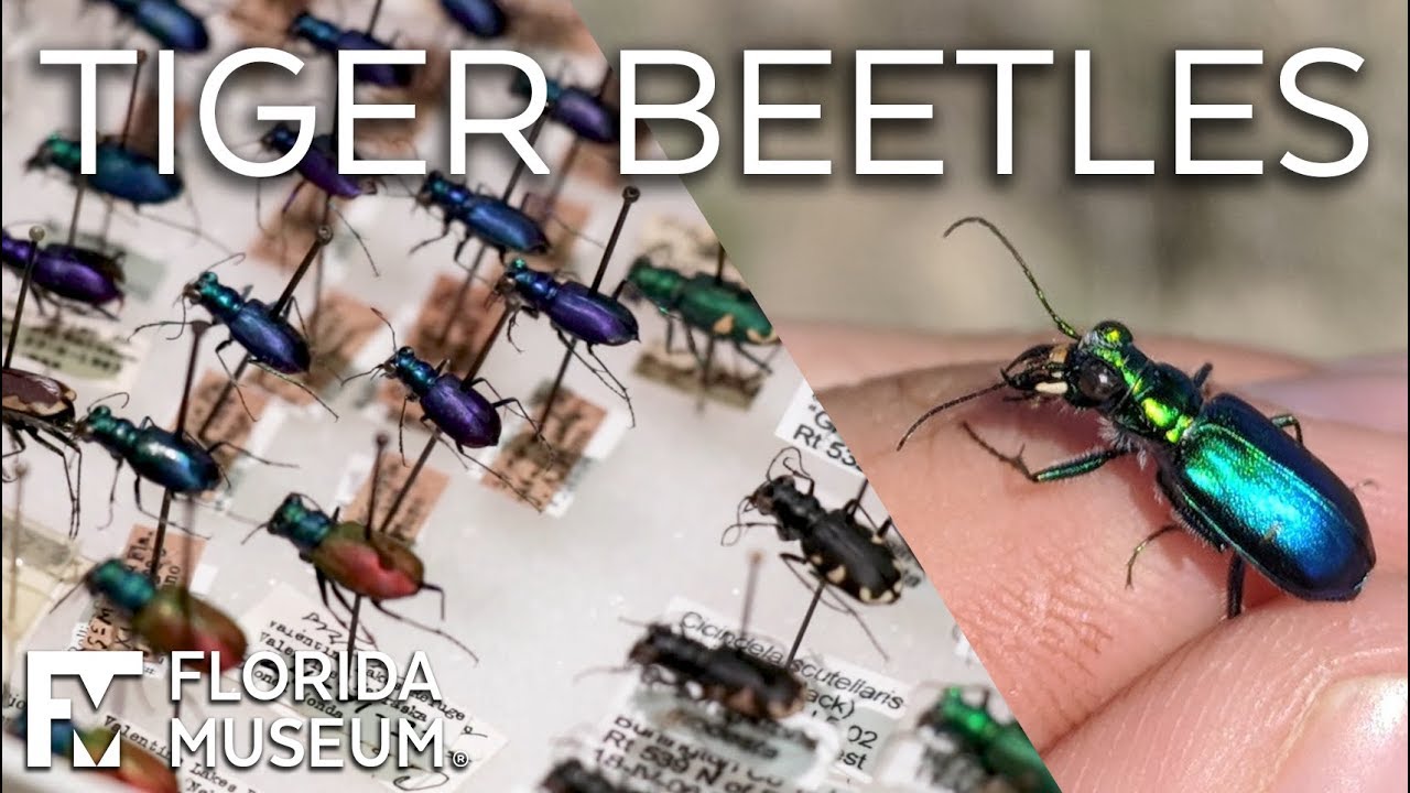 Tiger Beetles: Fierce Hunters, Fast Movers