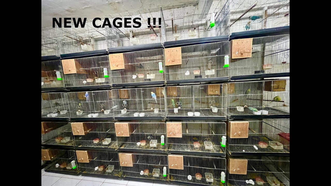 PARAKEET BREEDING SET-UP