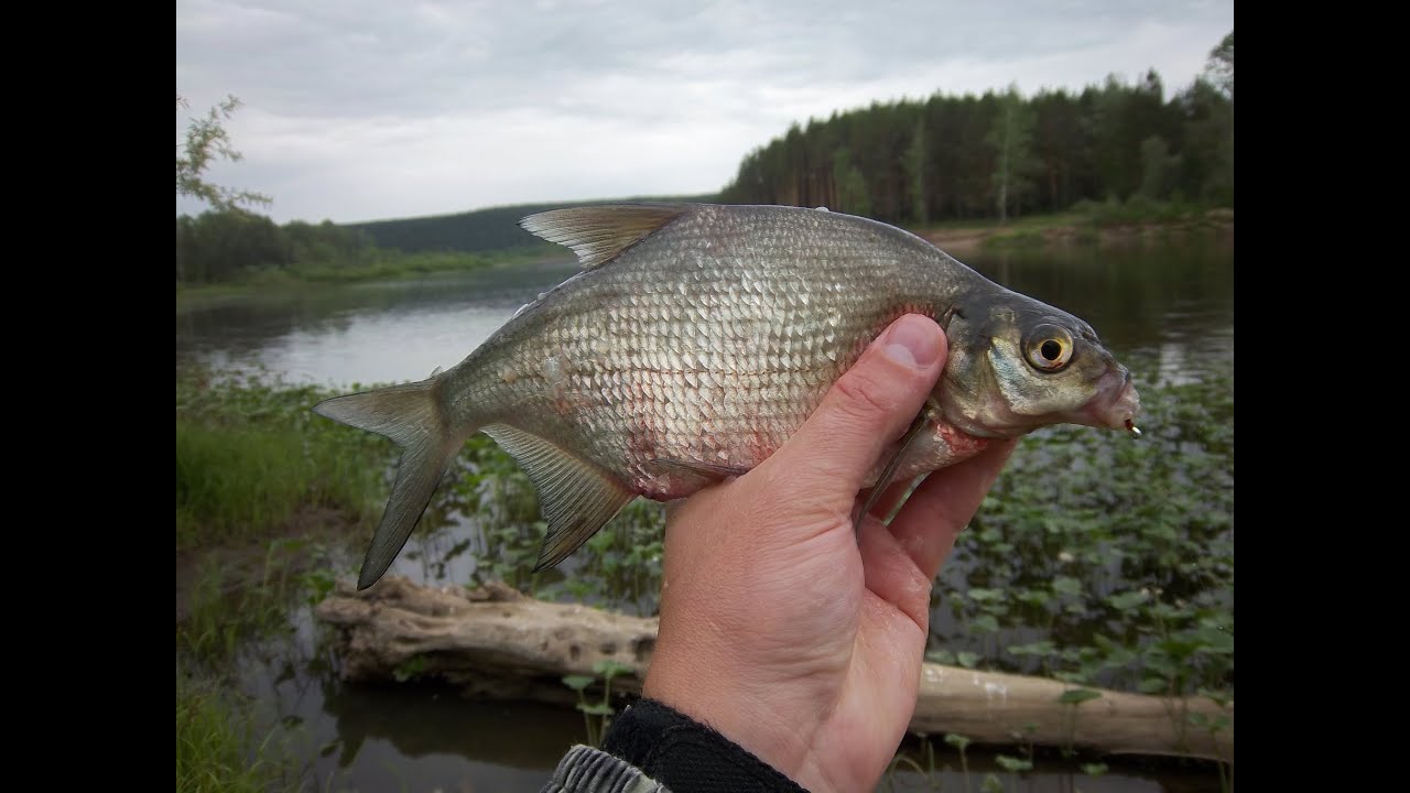 Мормышинг (Mormishing) XUL Fishing 04.06.2016 Субботний отчёт