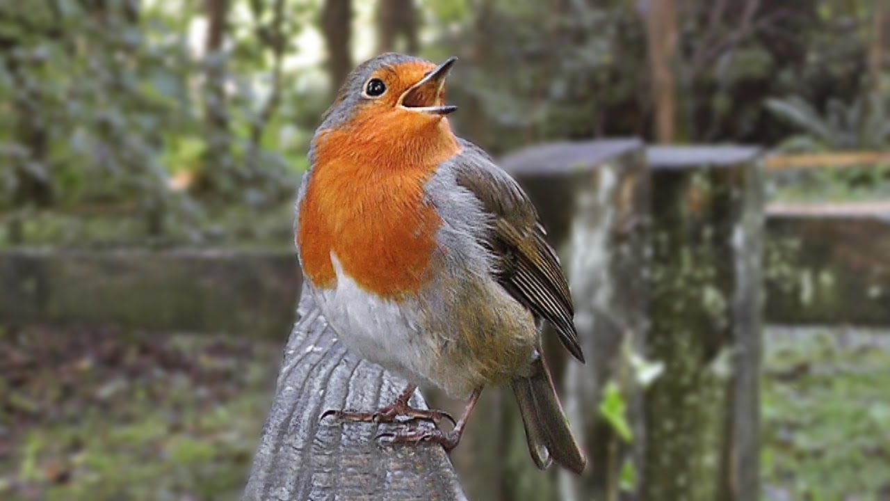 Robin Bird Song - Singing with Passion - The Loudest Robin Ever