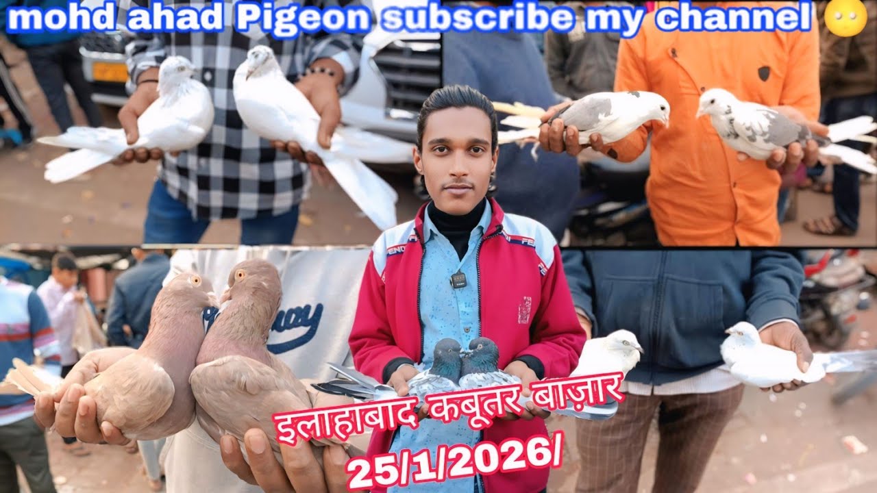 इलाहाबाद कबूतर बाज़ार allahabad kabutari bajar 25/1/2026/ #allahabad golden kabutar teddy kabutari