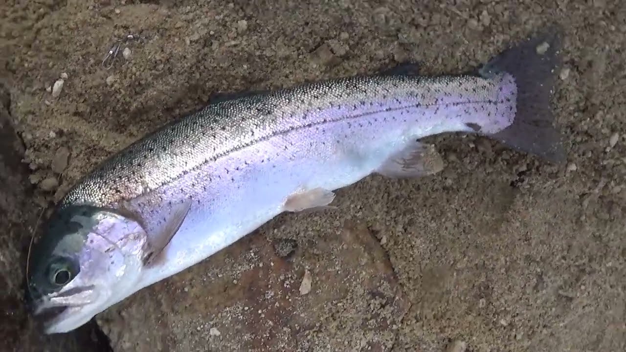 Fish Hole Finder : Willow Creek/South Fork Boise River