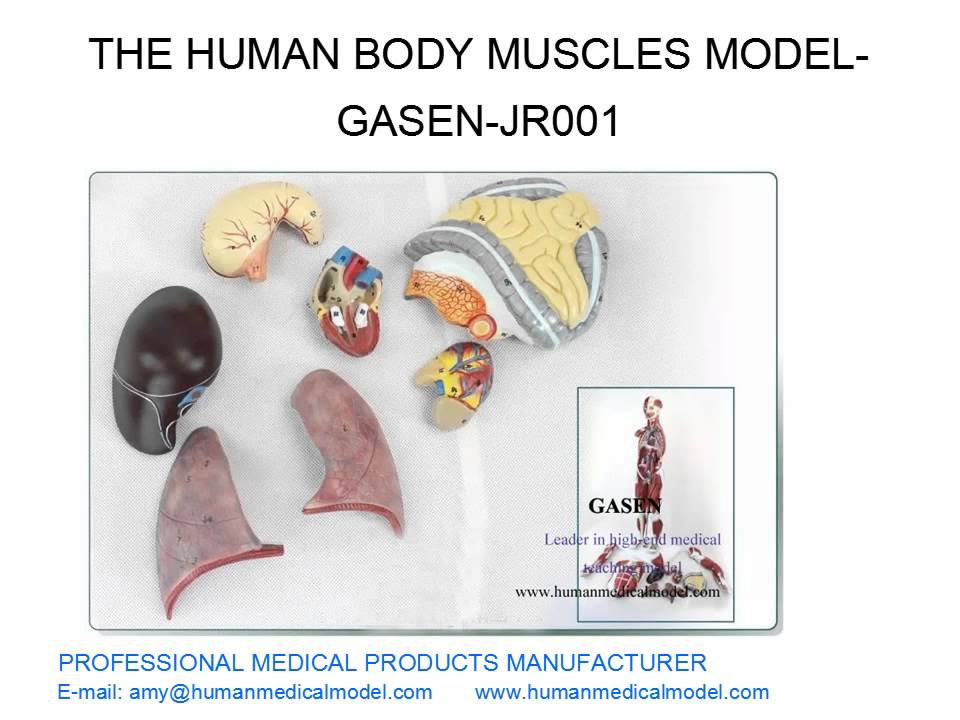 INTERNE ORGANE MENSCHLICHEN ANATOMISCHE DES MENSCHLICHEN K&Ouml;RPERS MUSCLES MODEL GASEN JR001（副本）