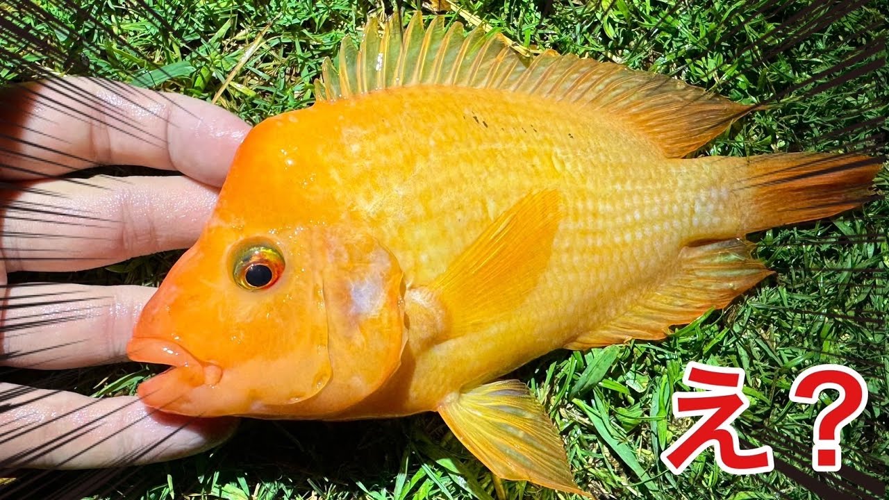 日本に絶対にいてはならない熱帯魚が繁殖している件について