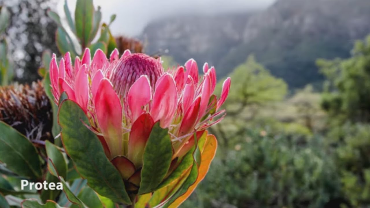 How to Design a Themed Garden: South African Plants | Mitre 10 Easy As Garden