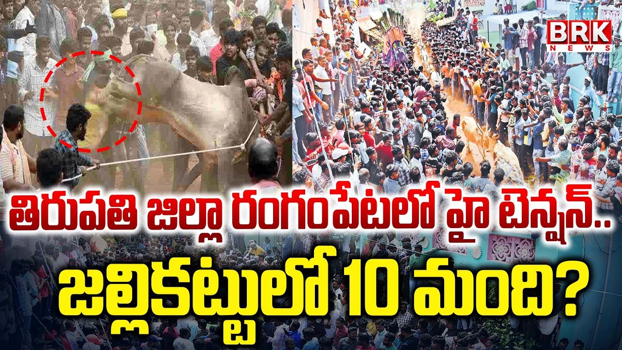 తిరుపతి జిల్లా రంగంపేటలో జల్లికట్టు ఉత్సవం..💥🔥 | High Tension on Jallikattu At Tirupati | BRK News
