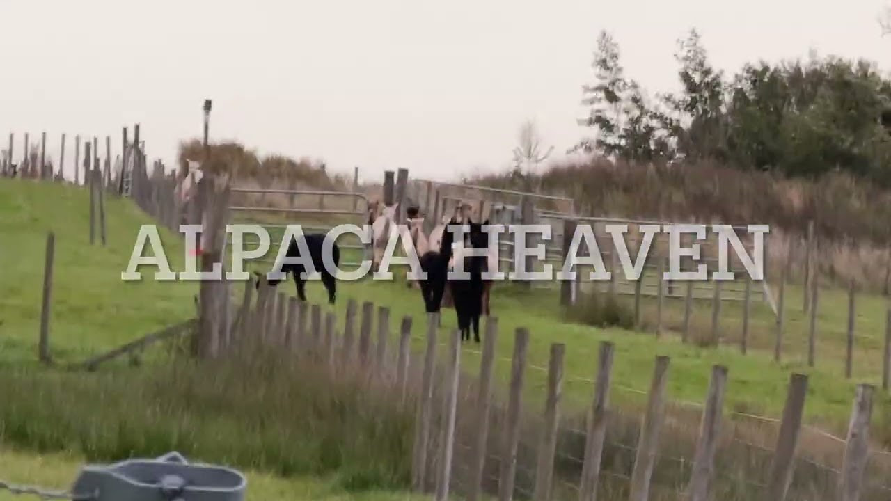 The Wee Caravan Park, New Cumnock, Alpaca heaven.