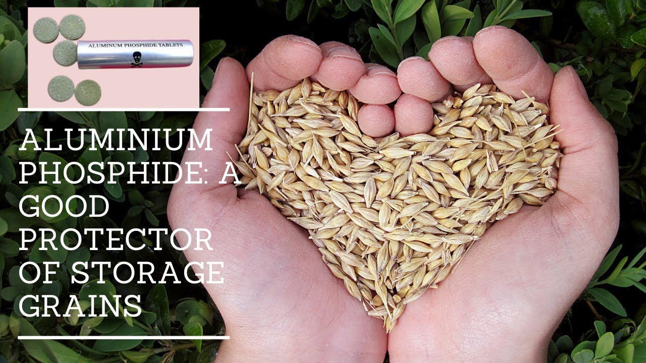 Grains Storage using Aluminium Phosphide Fumigant: Uses, Safety, and Application