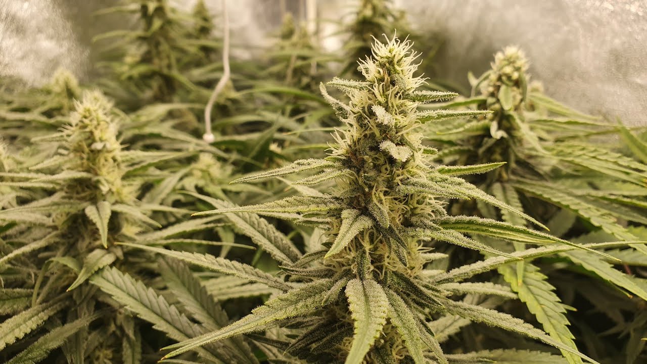 Wedding Cheesecake, Cookies Gelato & Orange Juice Garden Update #5
