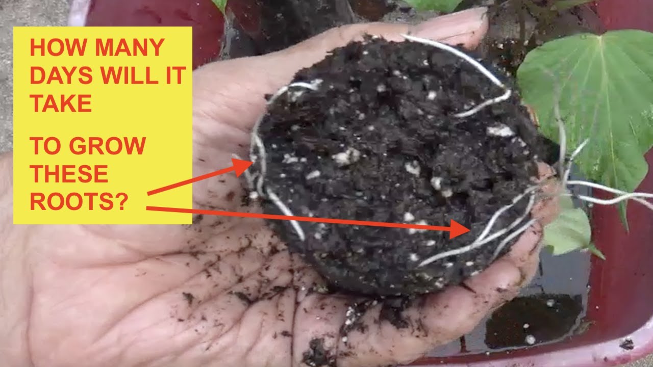 SWEET POTATO *GROWING ROOTS ON THE SLIP*  
