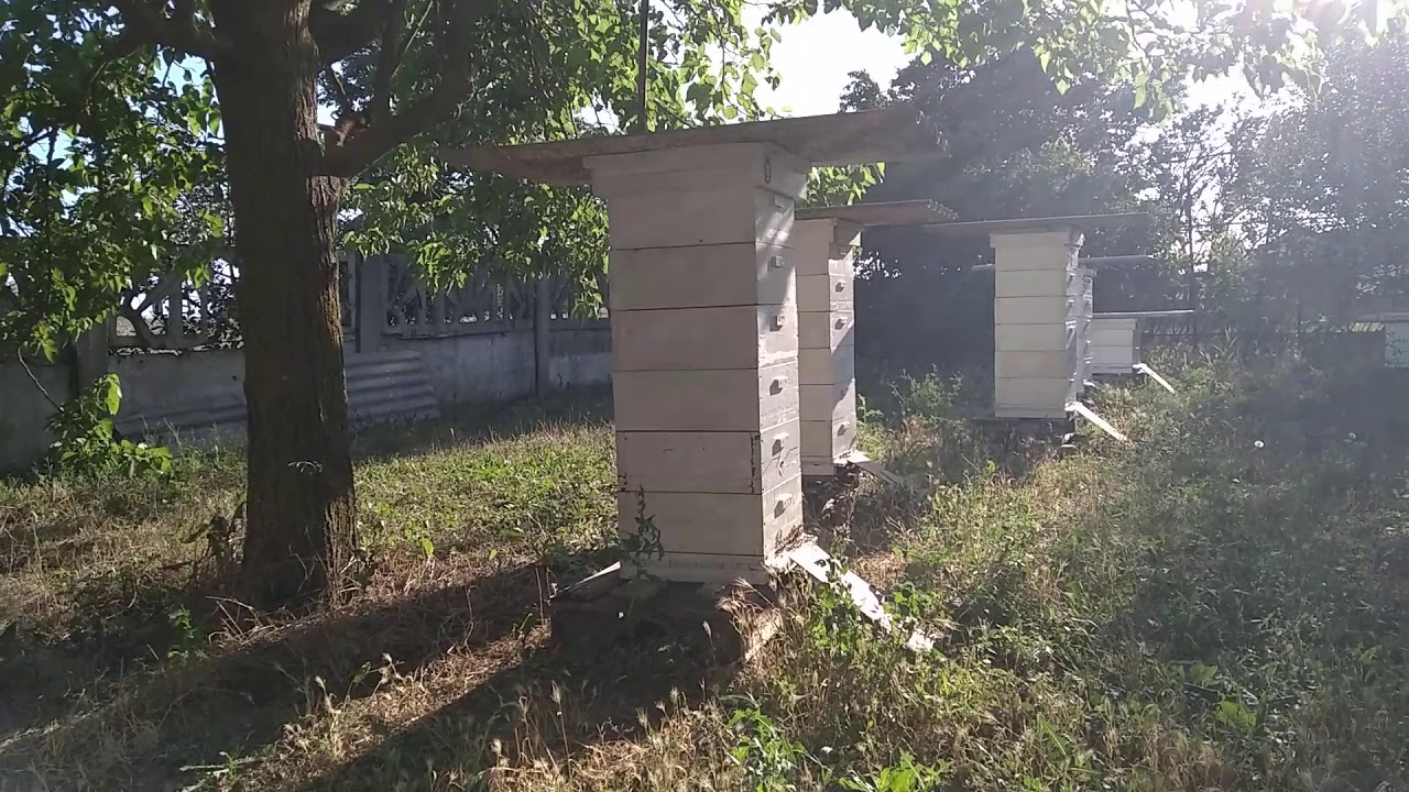 Как я получаю товарный мед на слабых взятках в малоформатном улье?