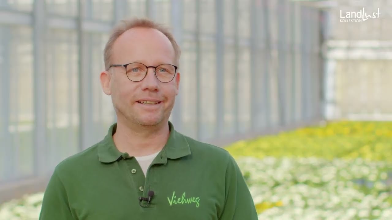 Brillante Primeln von Thomas Viehweg