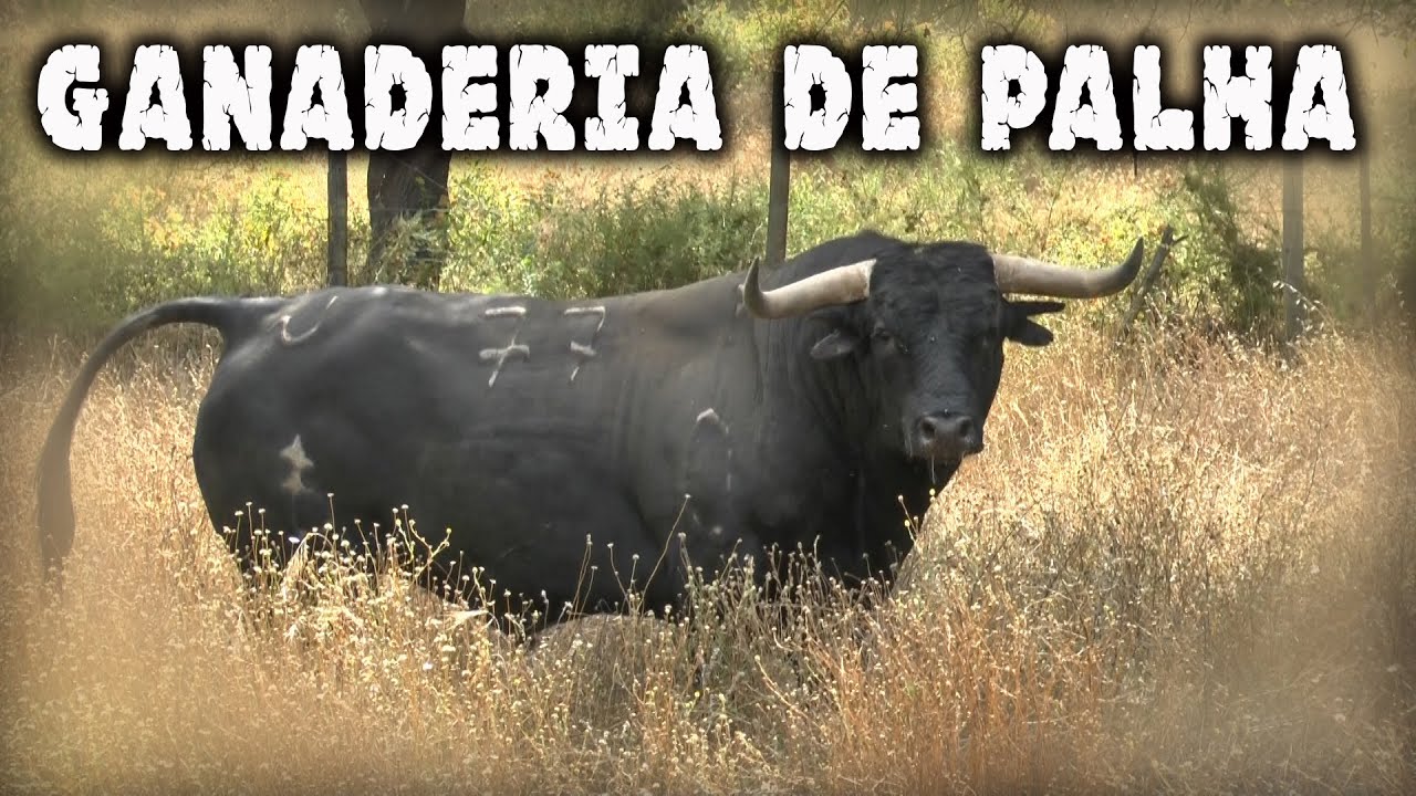 GANADERIA DE PALHA