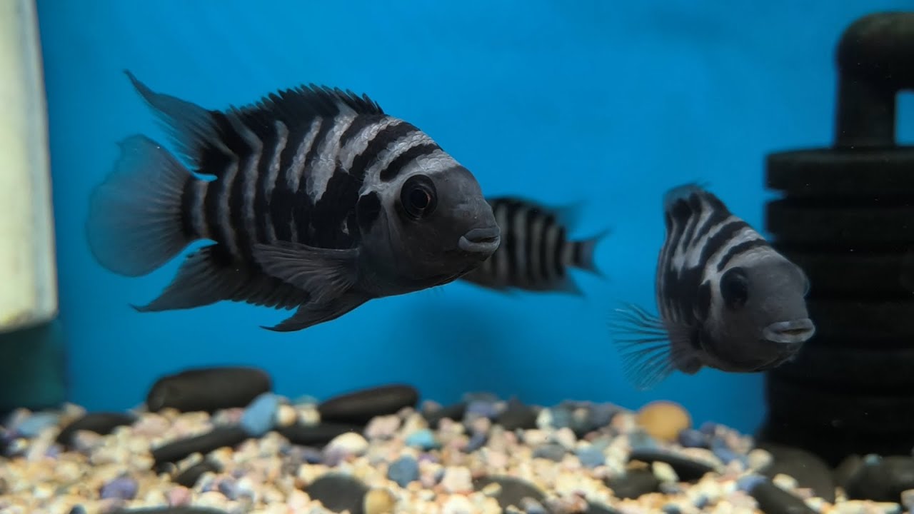 Cute Convict Cichlid Fish