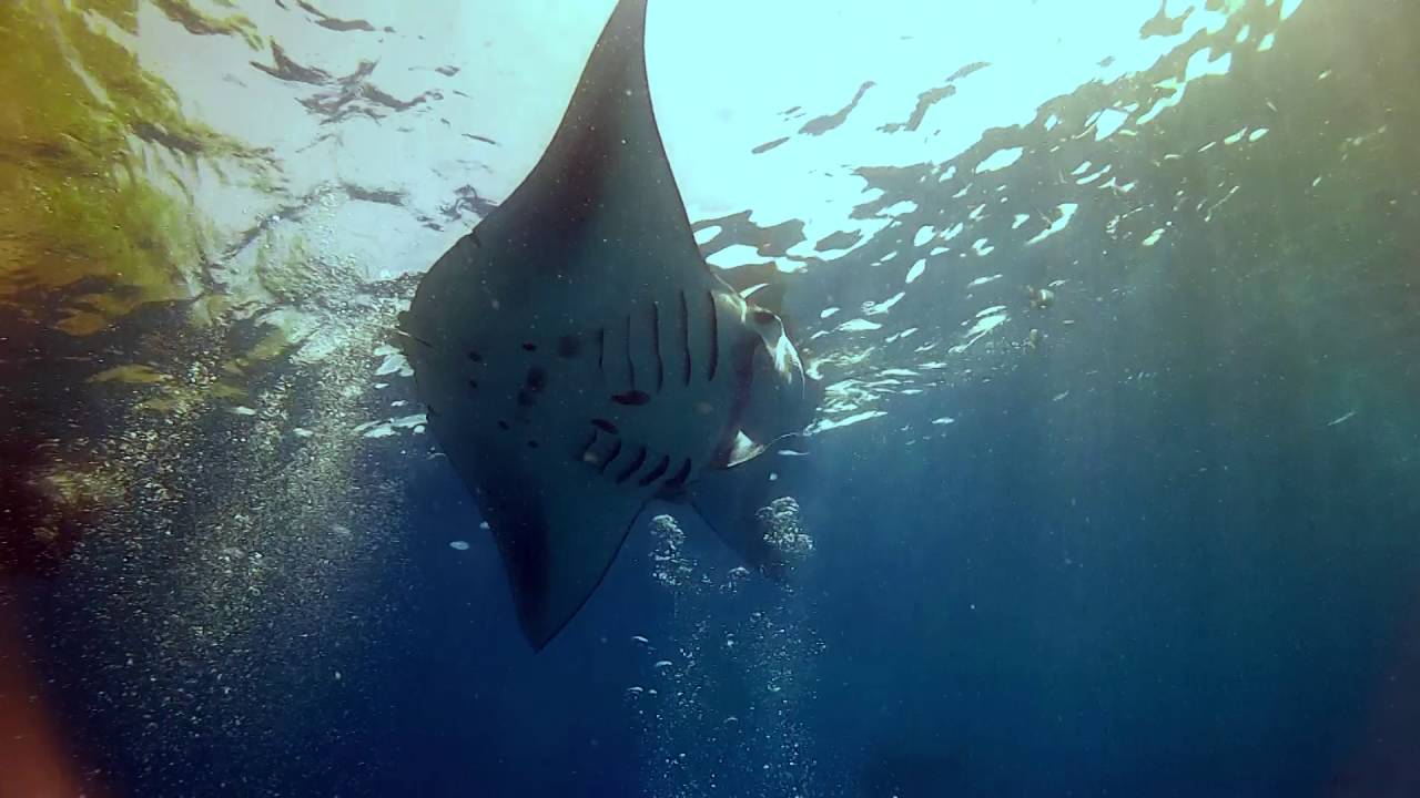 Diving Indo - Bali through our eyes.
