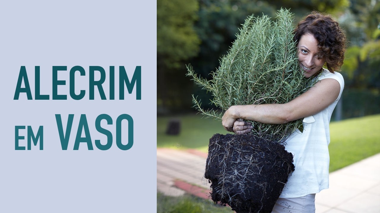 COMO CUIDAR do ALECRIM na HORTA em VASO