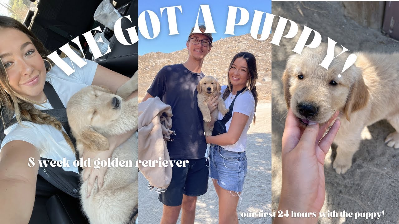 WE GOT A PUPPY!! 🐶 Meet our 8 week old Golden Retriever & Our first 24 hours with him!
