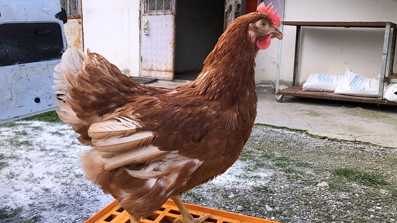 YOĞUN TALEP ÜZERİNE YENİDEN LOHMAN BROWN GETİRDİK 