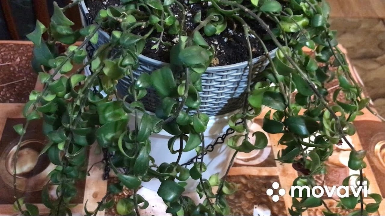 Эсхинантус. Перевалка после покупки, обрезка.
