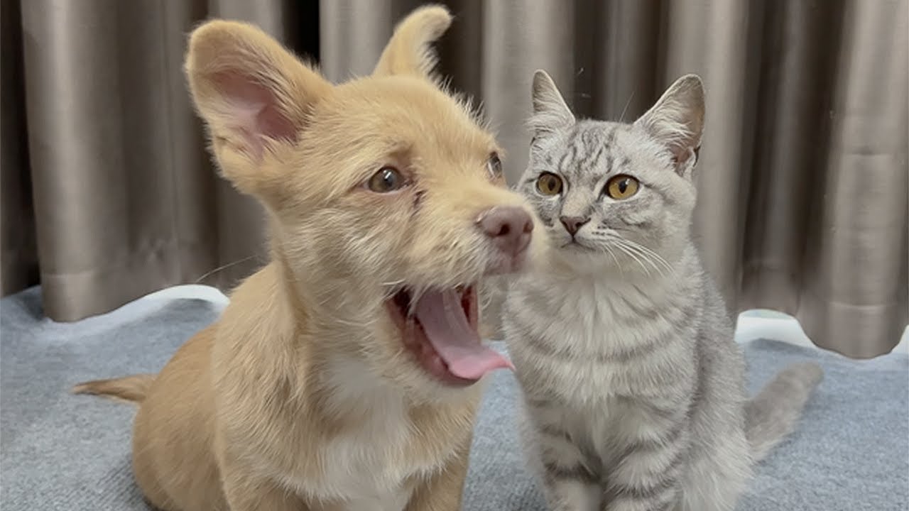 Брошенный щенок реагирует на первую встречу с котенком — его реакция бесценна.