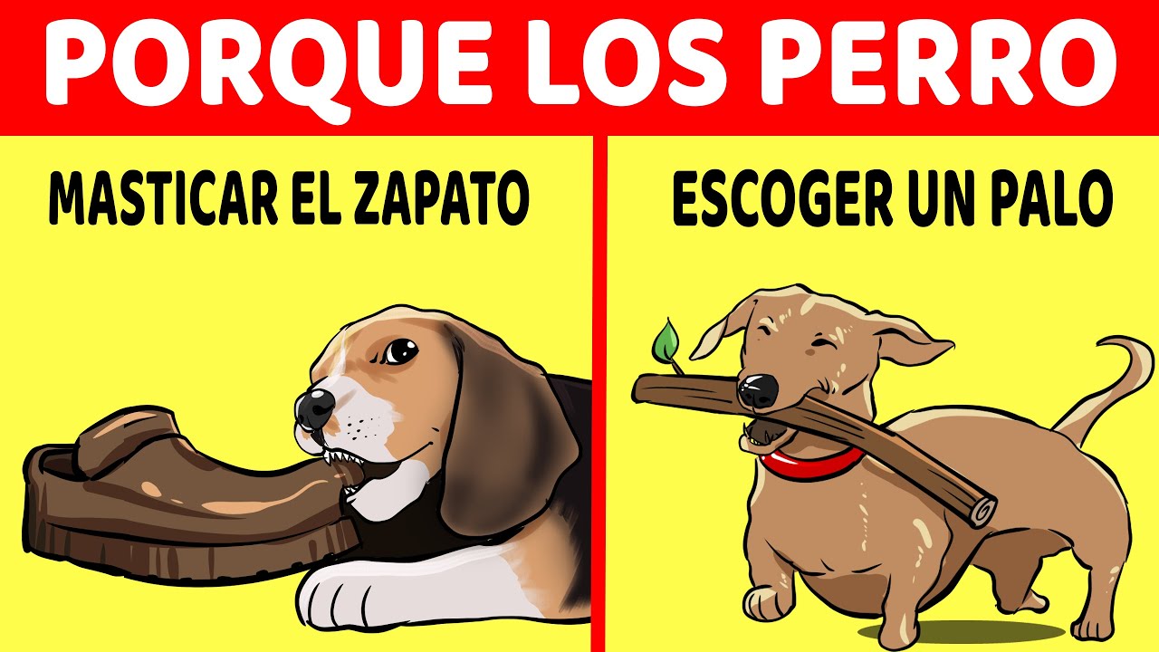 20 Cosas Que Emocionan A Tu Perro