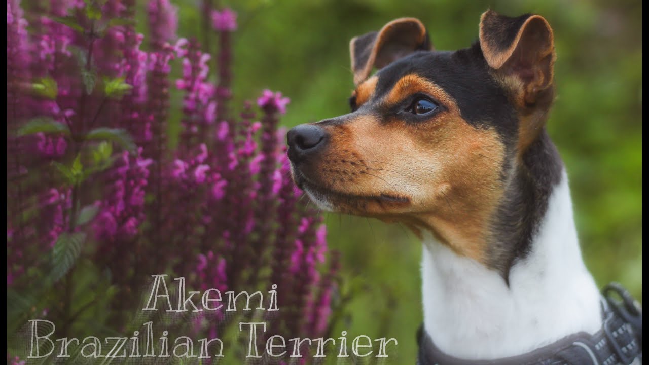 Akemi Brazilian Terrier | 2 years