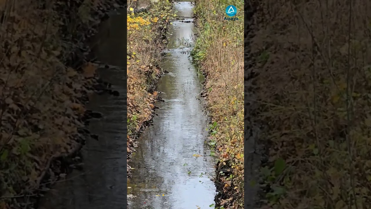 Autumn Creek Path 🍂💧 | Calm Narrow Stream & Soft Water Flow | Aqurya Shorts