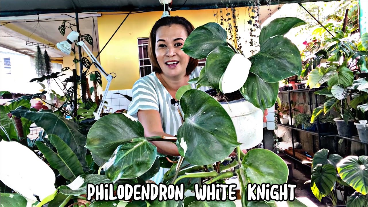 #philodendron