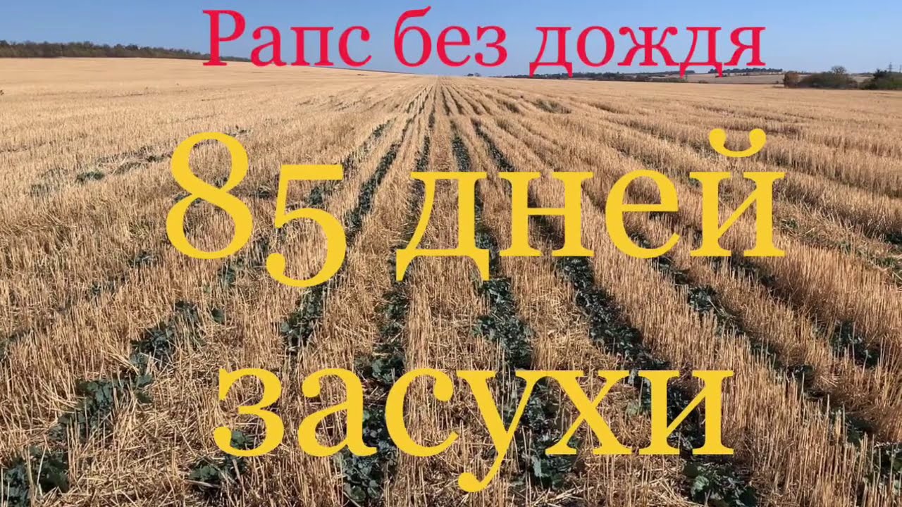 8.10.20 Рапс озимый. Состояние.