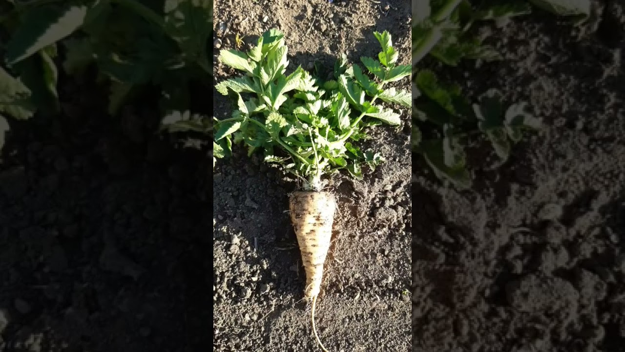 salata de pastarnac &icirc;n aprilie