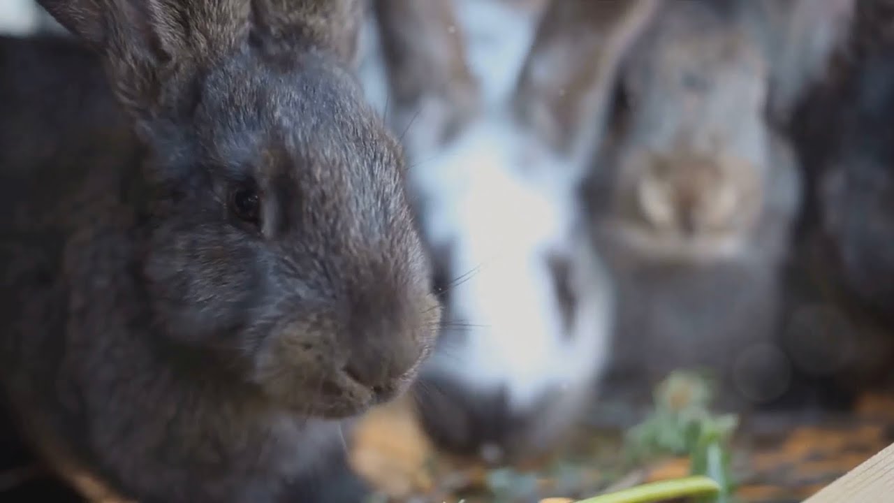 Raising Rabbits 101: A ComprehensiveGuide  @OnlineFarmerMan