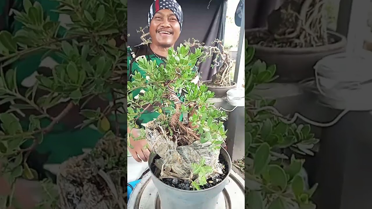 Cek harga SANTIGI hari Senin 12 Januari 2026