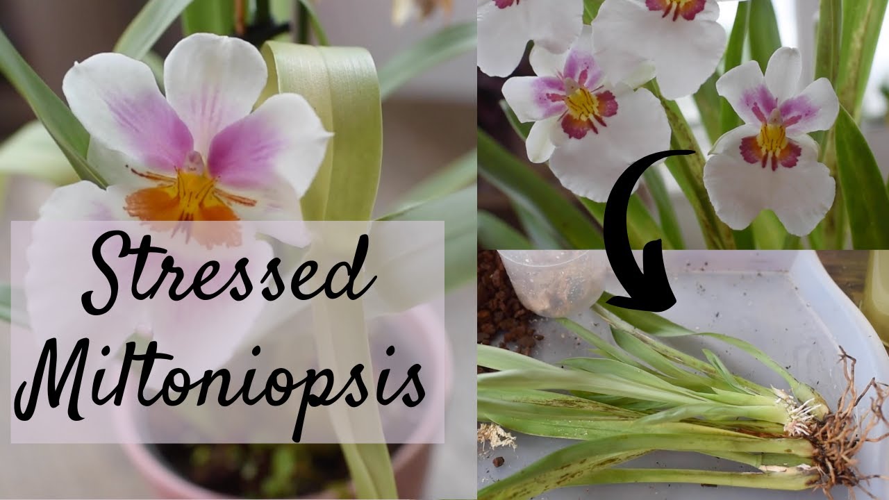 How to care for Miltoniopsis orchids | How to repot the pansy orchid?
