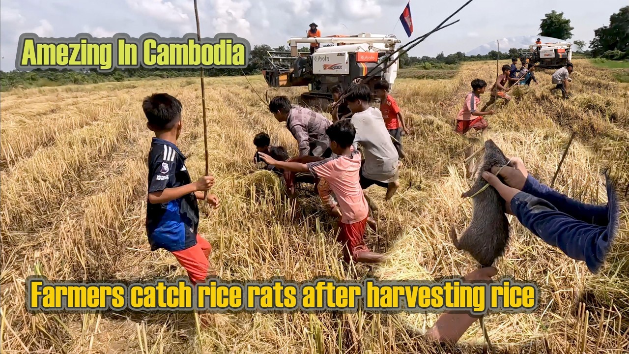 Farmers catch rice rats after harvesting rice