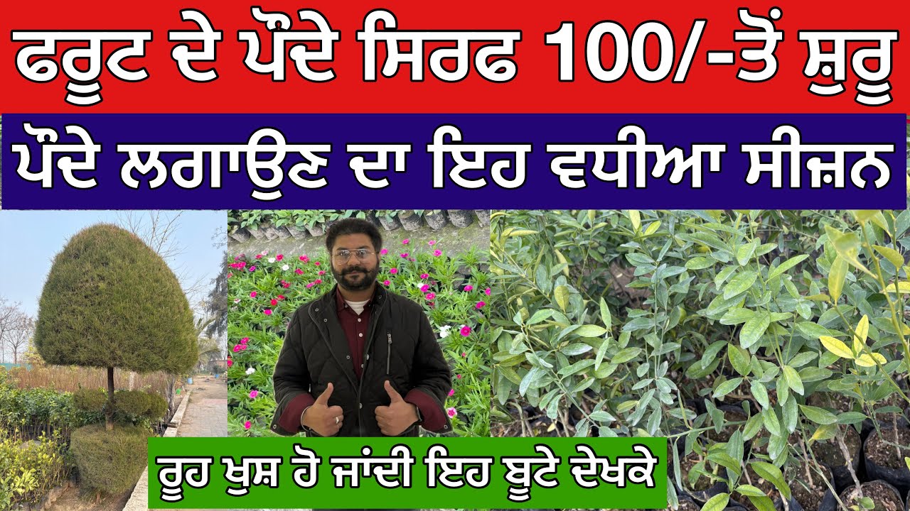 ਫਰੂਟ ਦੇ ਪੌਦੇ ਸਿਰਫ 100/-ਤੋਂ ਸ਼ੁਰੂ,ਪੌਦੇ ਲਗਾਉਣ ਦਾ ਇਹ ਵਧੀਆ ਸੀਜ਼ਨ,ਰੂਹ ਖੁਸ਼ ਹੋ ਜਾਂਦੀ ਇਹ ਬੂਟੇ ਦੇਖਕੇ 