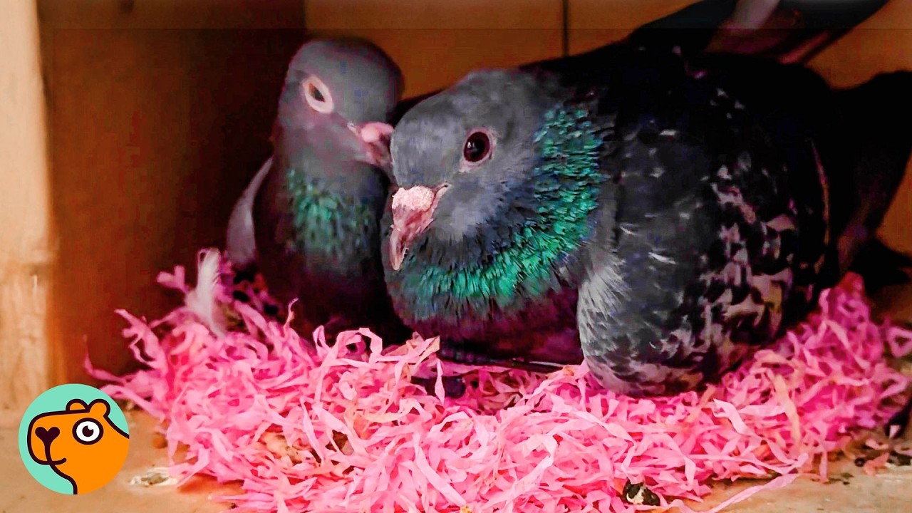Pigeon Who Almost Didn’t Survive Turns Into Best Foster Dad | Cuddle Buddies