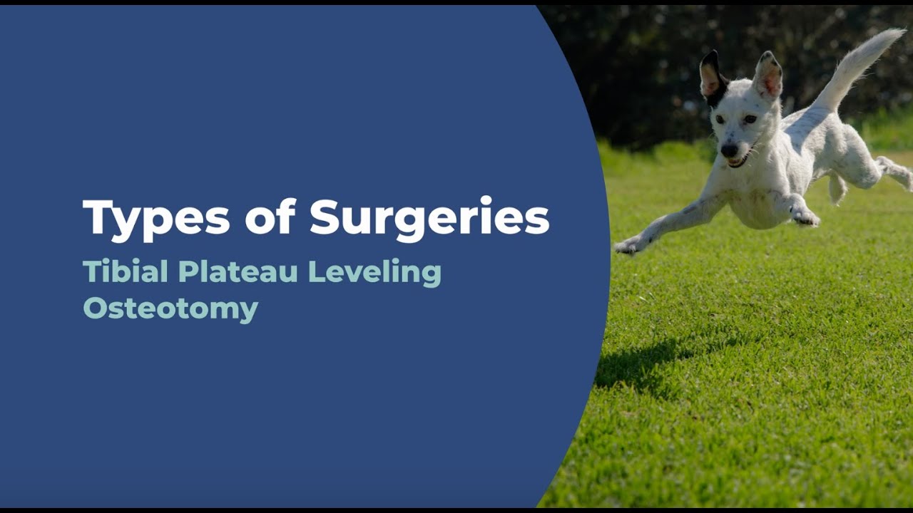 What Is a Tibial Plateau Leveling Osteotomy? | Types of Surgeries | Capital Animal Hospital