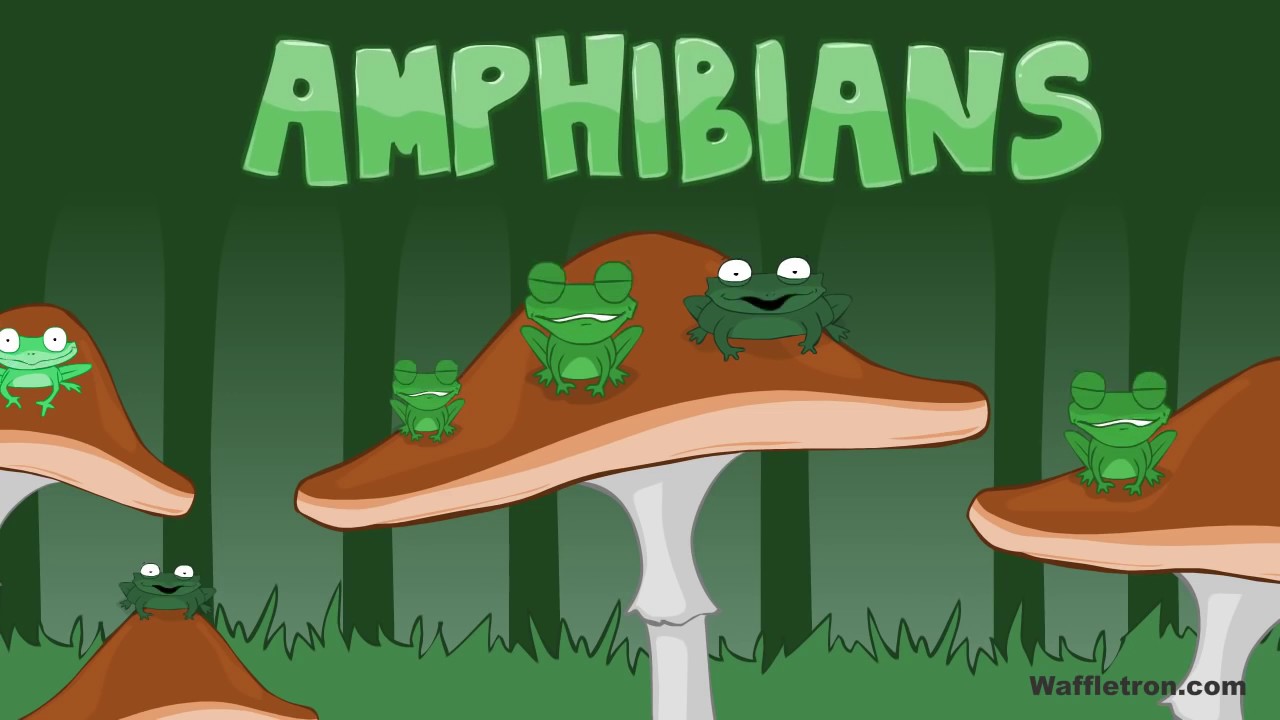 Toad, Frog, Pollywog   Amphibians