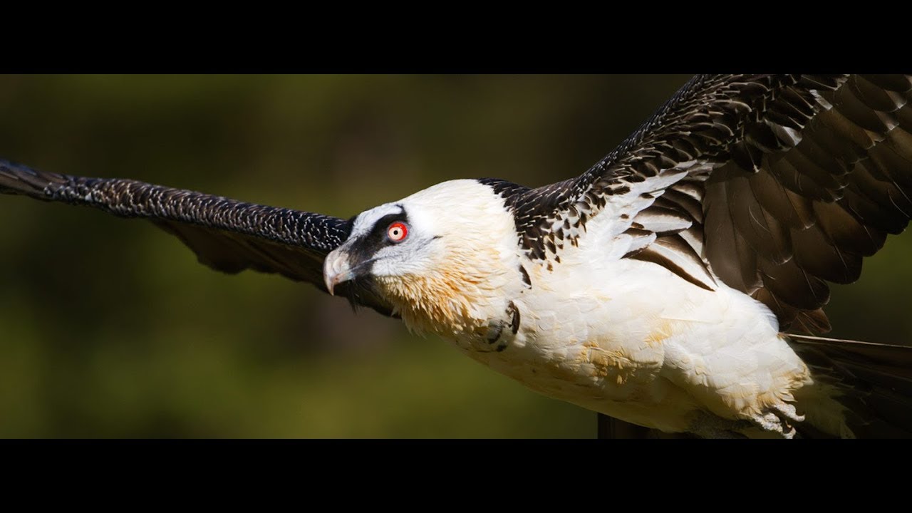 ¿Qué equipo escoger para fotografía Naturaleza - Acción?