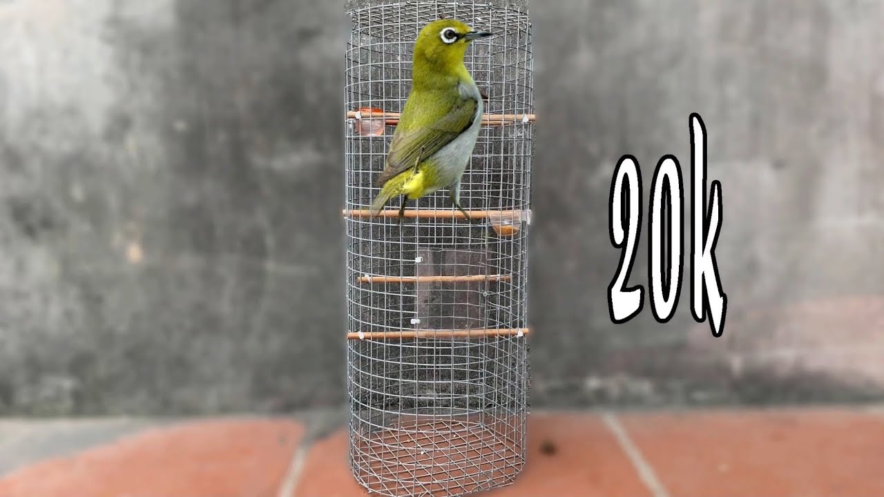 Làm Lồng Chim Chỉ Với 20k | Mà Ai Cũng Làm Được