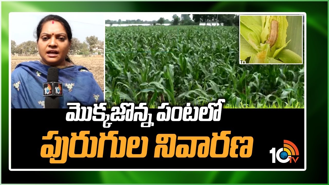 మొక్కజొన్న పంటలో పురుగుల నివారణ | Pest control in maize crop | 10TV Agri