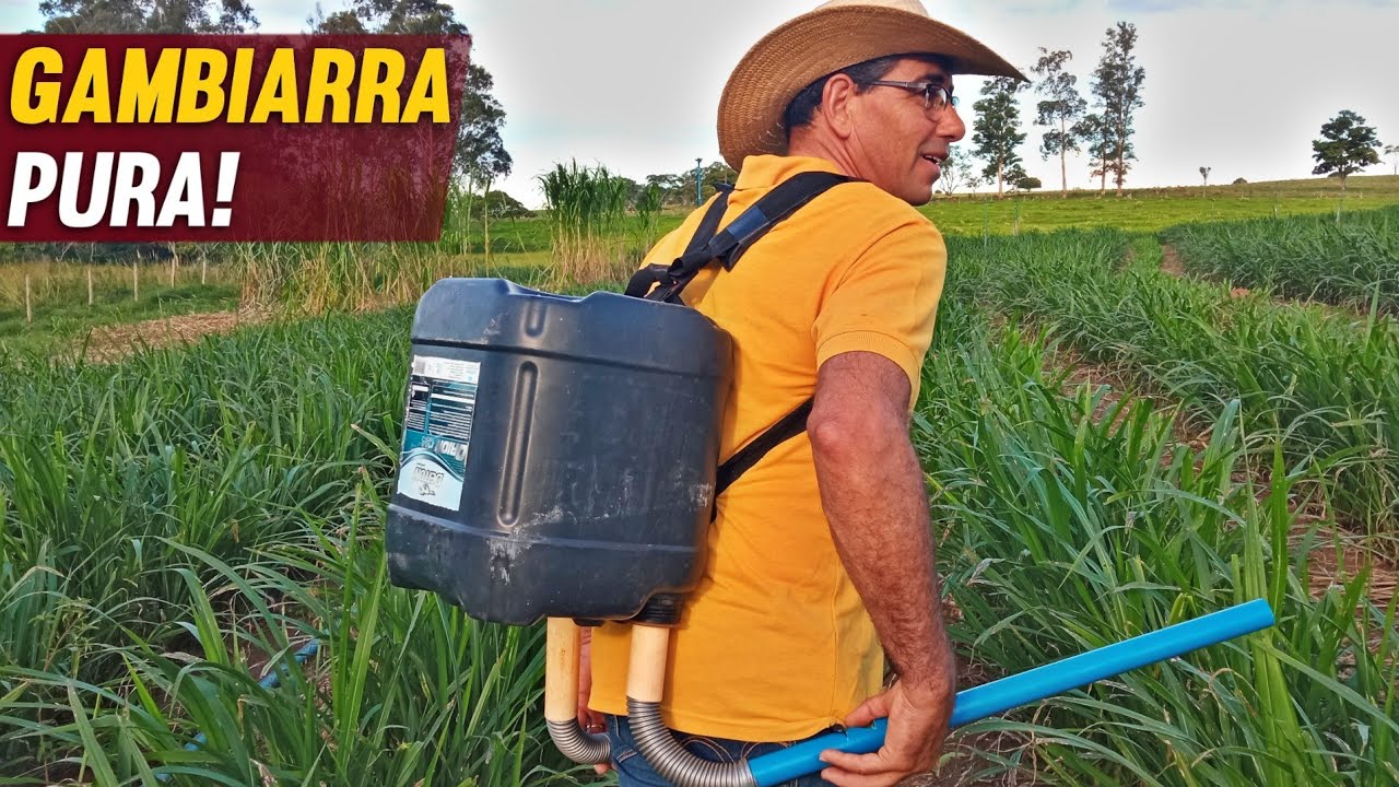 Como fazer uma GAMBIARRA para ADUBAR o BRS CAPIAÇU?! Passo a passo simples de fácil.