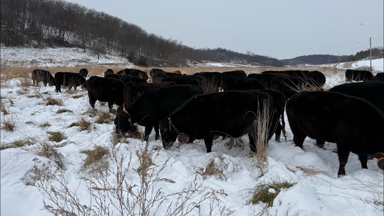 Gallagher eShepherd Paddock shift grazing through snow 