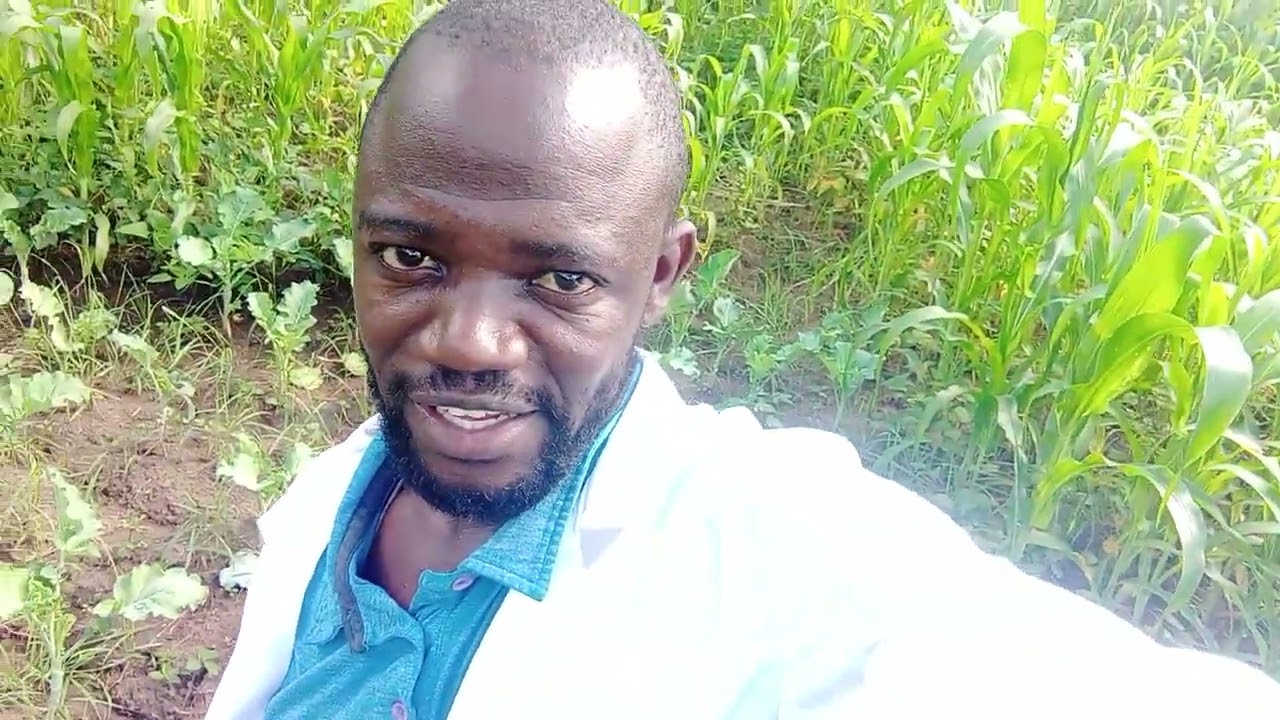 Introducing Indigenous Vegetables (mboga kienyeji) In My Farm at Thika Kenya