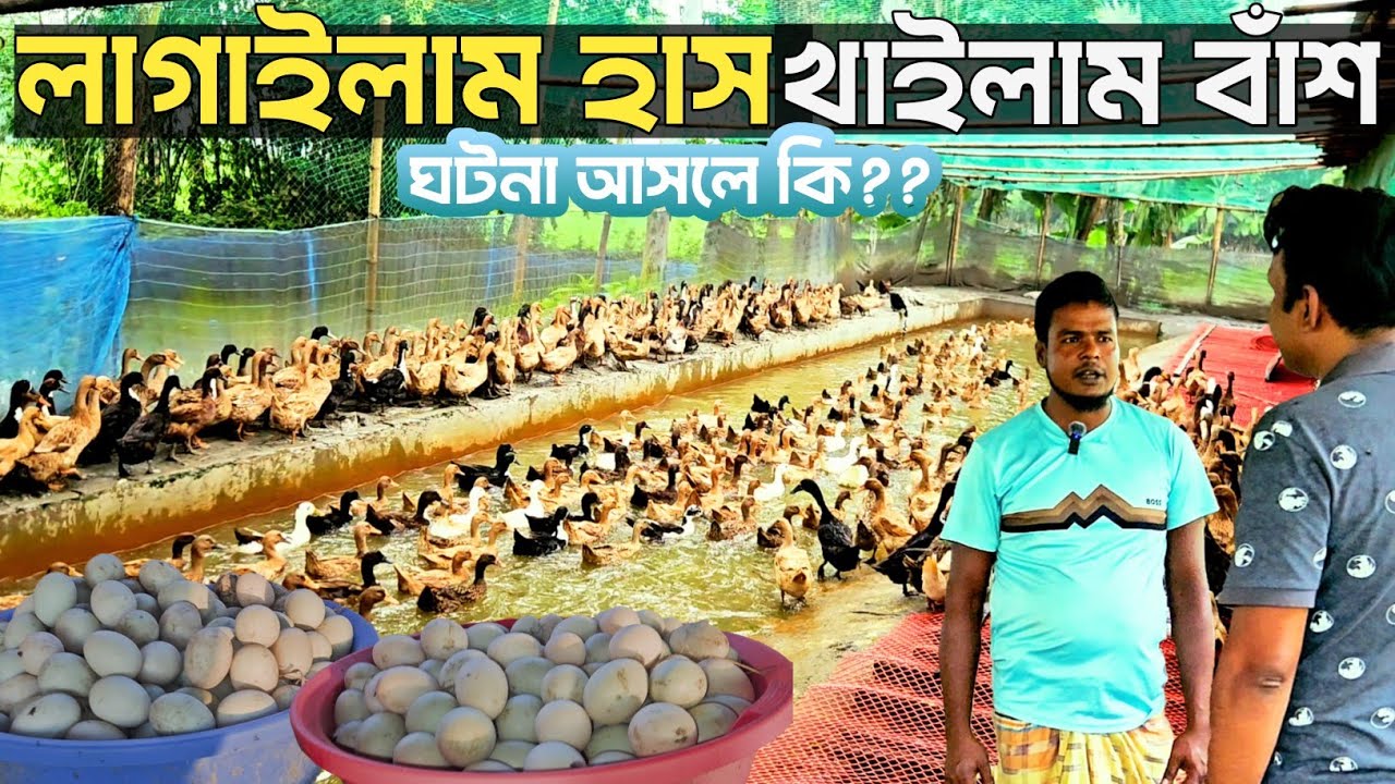 ৫০ হাজার টাকা পুজিতে শুরু হলেও বর্তমানে ১৩০০ ডিমের হাস পালনে বেশ লাভবান হচ্ছেন | বিস্তারিত থাকছে 