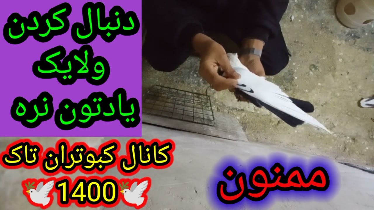 نکاتی در مورد کبوتر دم سیاه