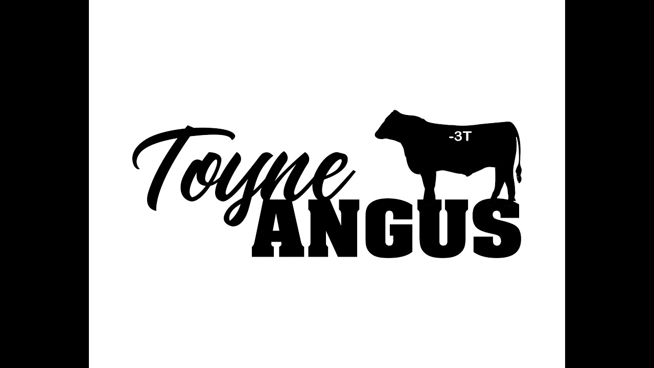 SMTAA Toyne Angus Bulls 2026