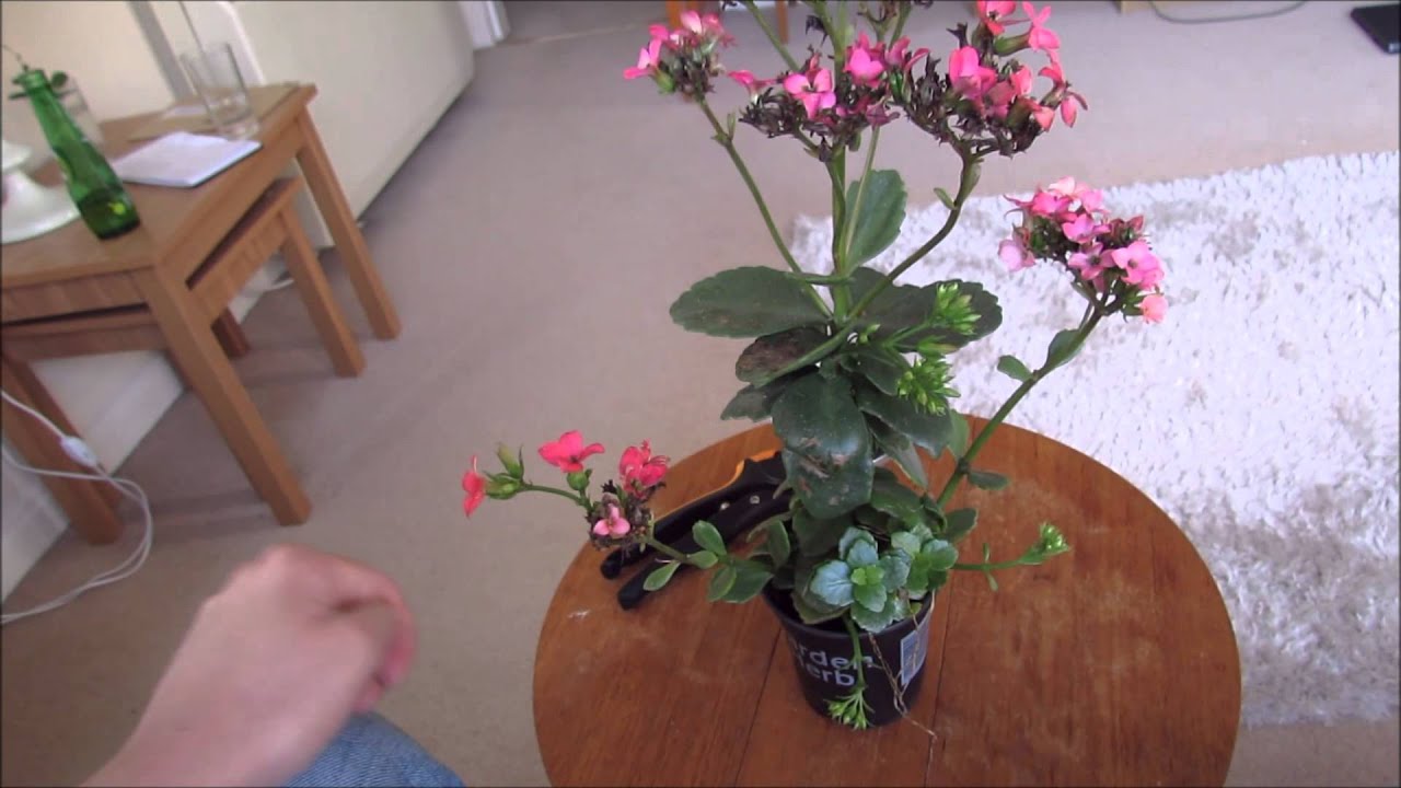 Tidying up my Kalanchoe